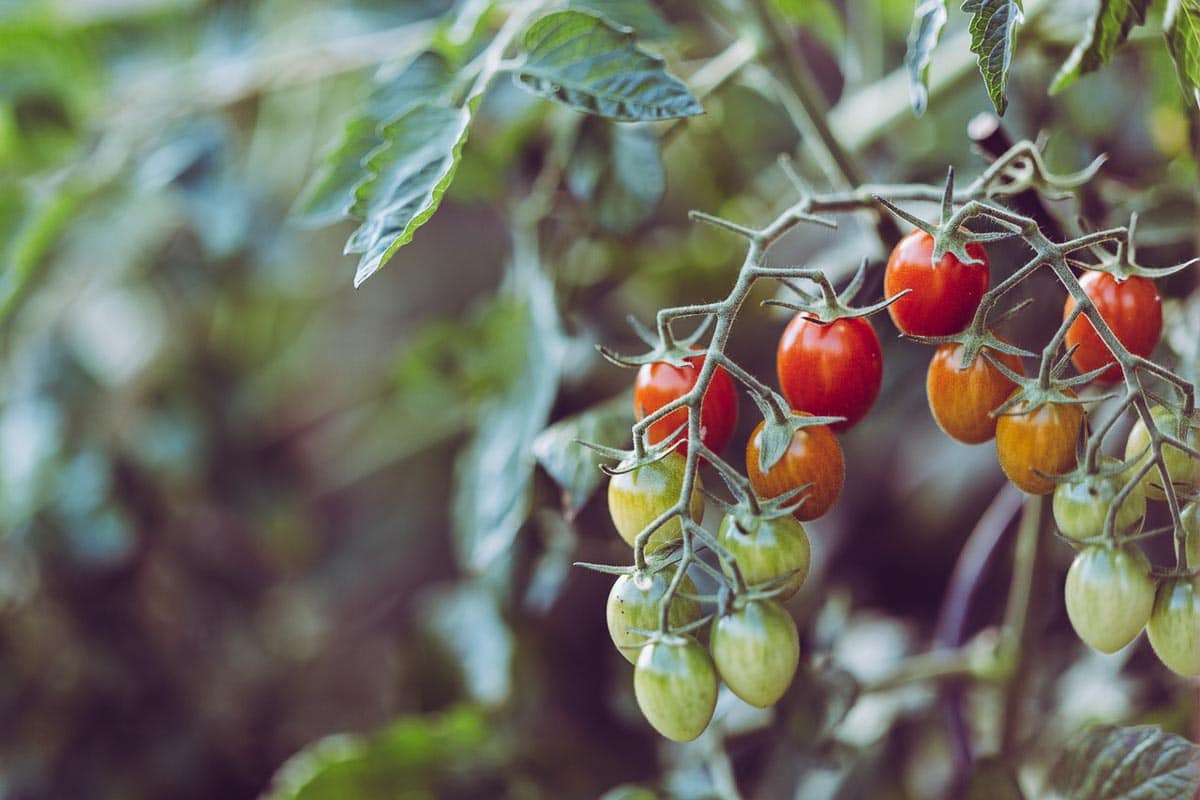 tomatoes growing on vine showing various ripeness