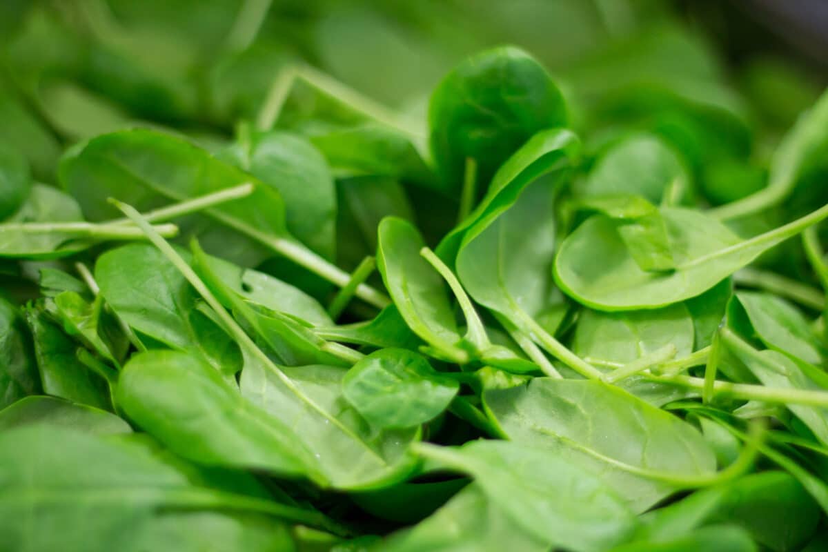 close up of raw spinach