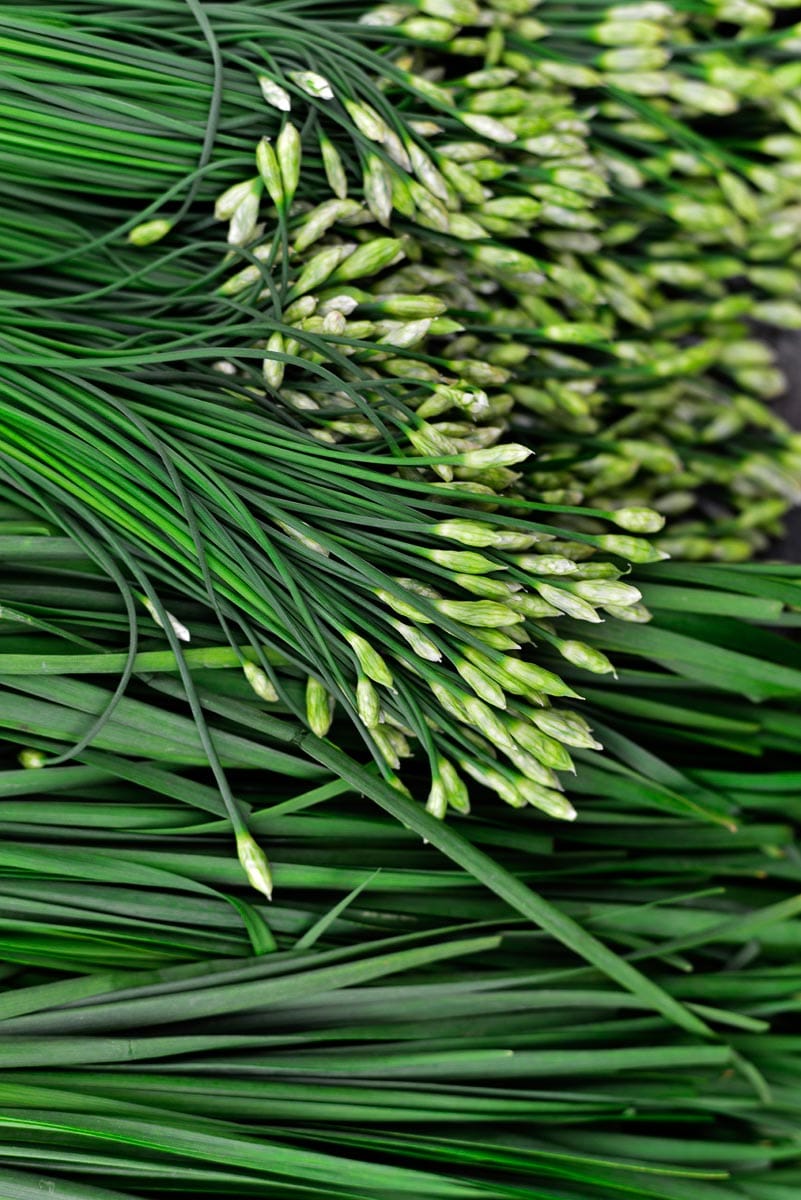 A lot of Asian chives, close up