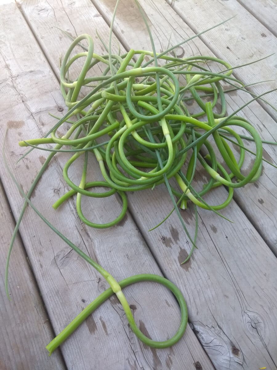 Fresh_Garlic_scapes on wooden board