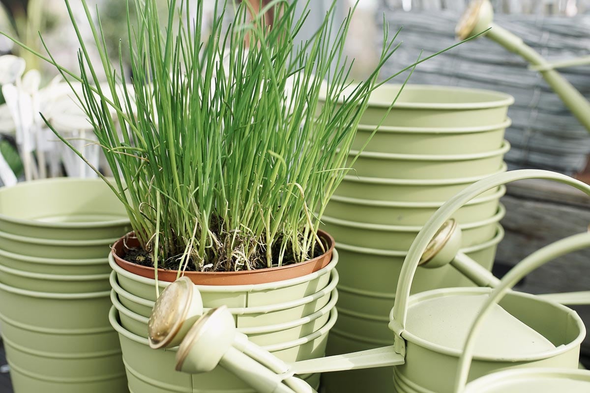 chives growing in a pot