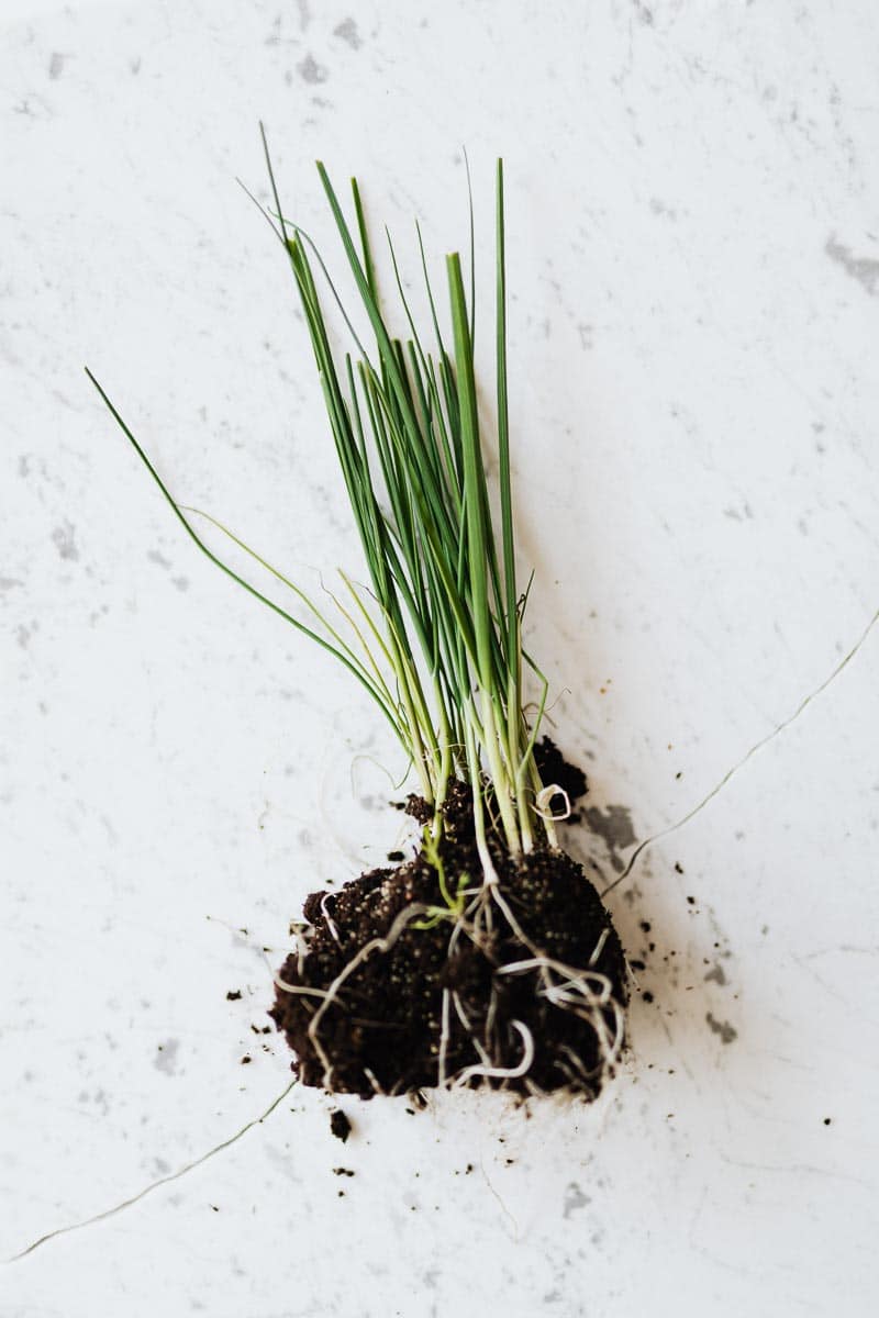 chives in dirt on white background-2