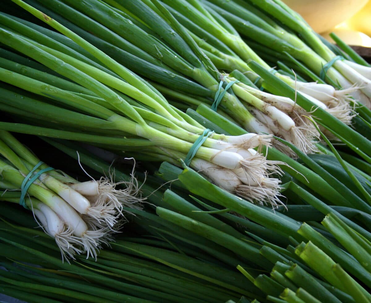 many bunches of scallions