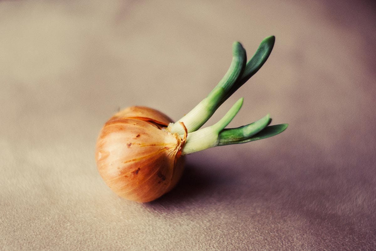 onion sprouting