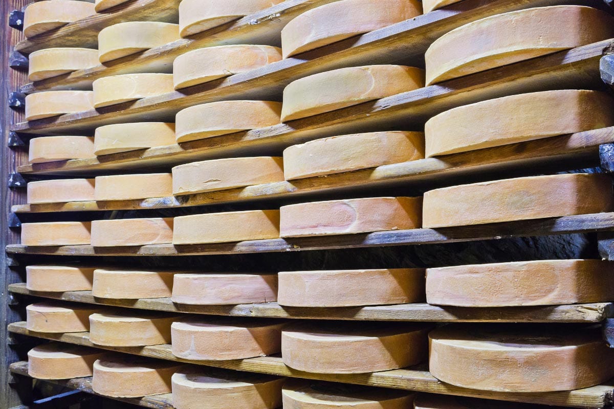 Fontina wheels being aged in cave