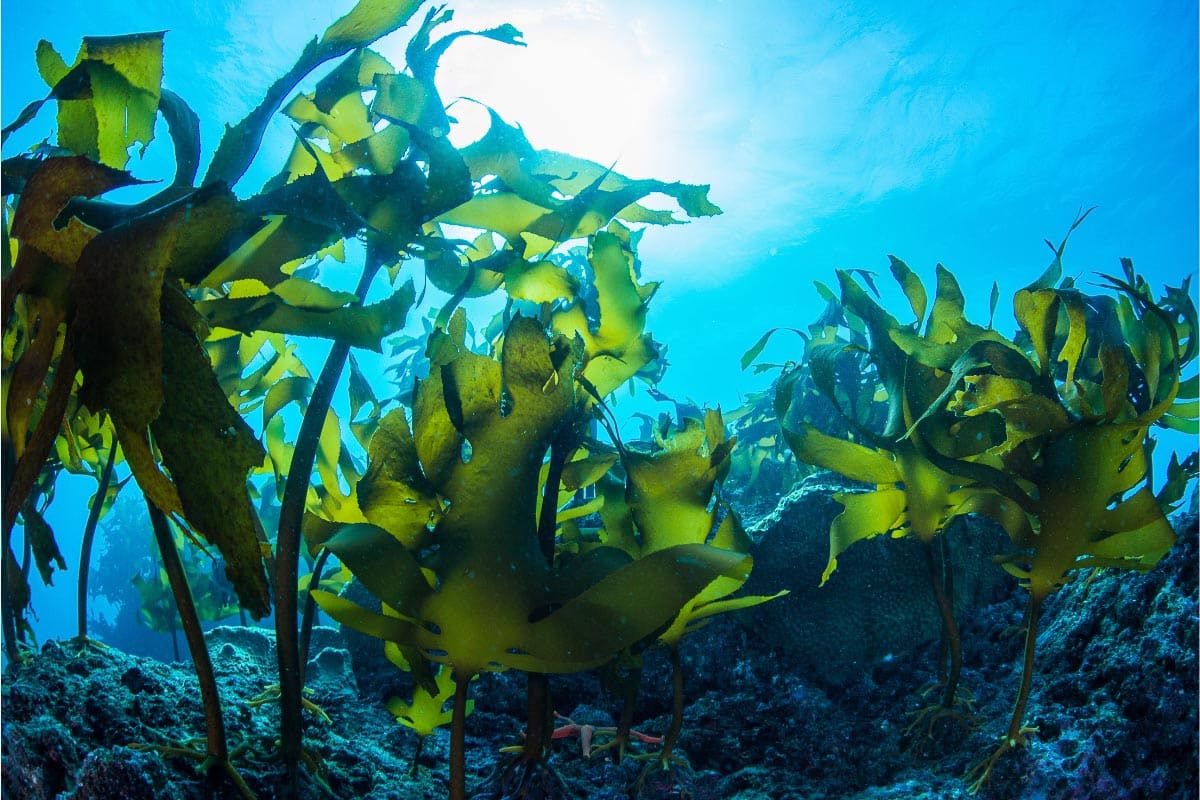 kelp in the ocean
