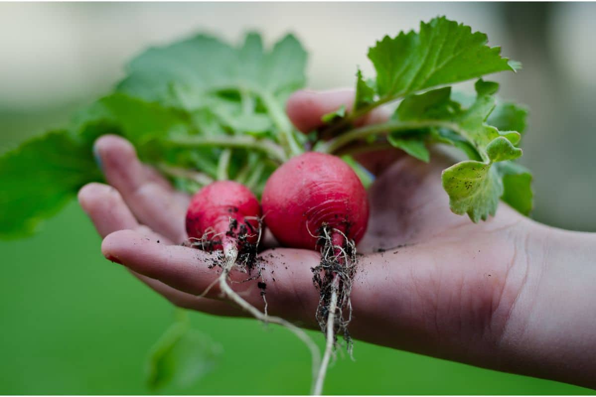 a hand holding radishes picked fresh from the garden. 