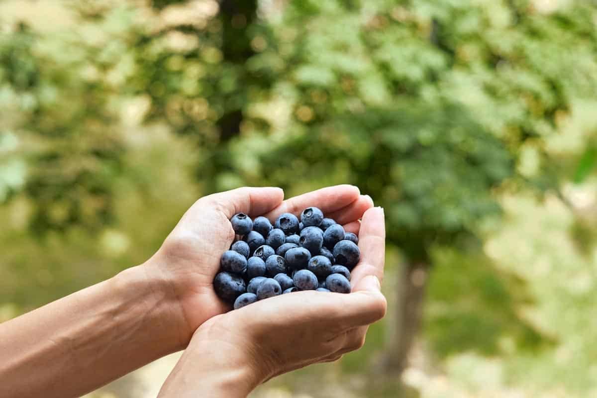 blueberries in woman's hands.