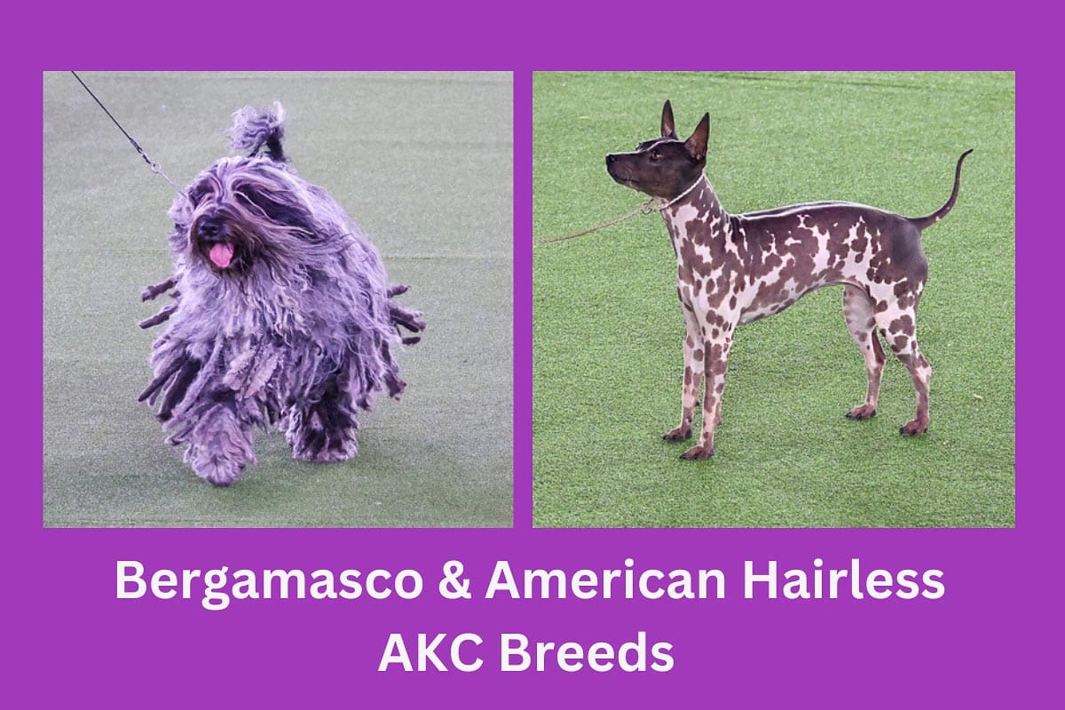 Bergamasco & American Hairless AKC Breeds
