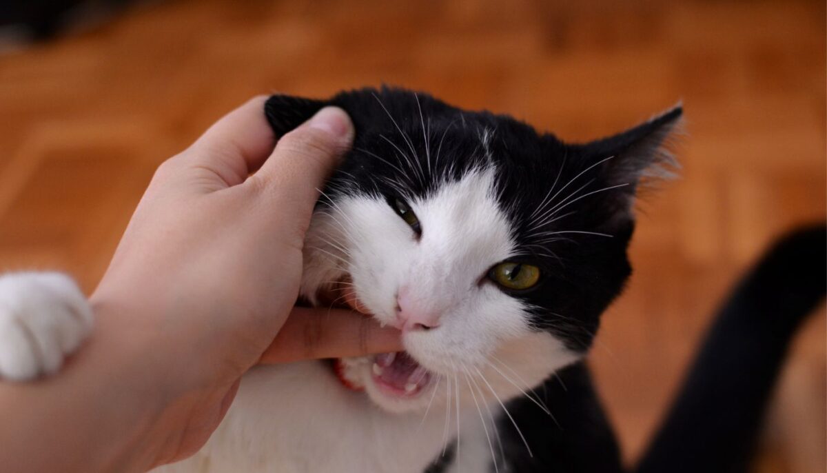 cat biting a hand