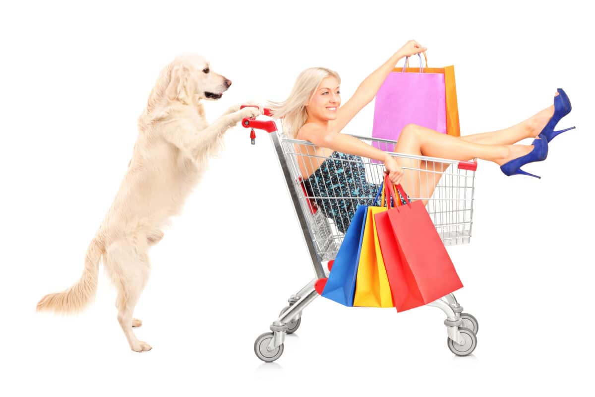 White retriever dog pushing a woman with shopping bags in a cart isolated on white background