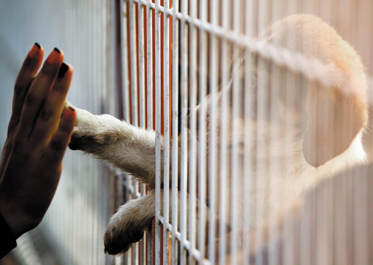 Human hand is touching a cute little doggie paw through a fence of a adoption center.