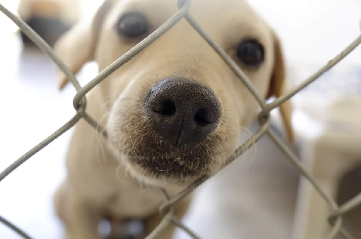 Shelter dog is cute dog in an animal shelter poking his nose through the fence wondering who is going to take him home.