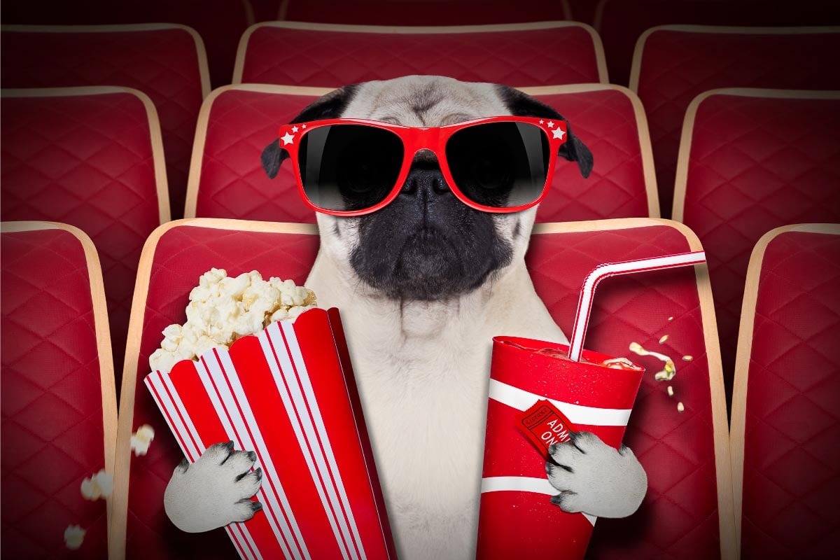 Pug with popcorn.