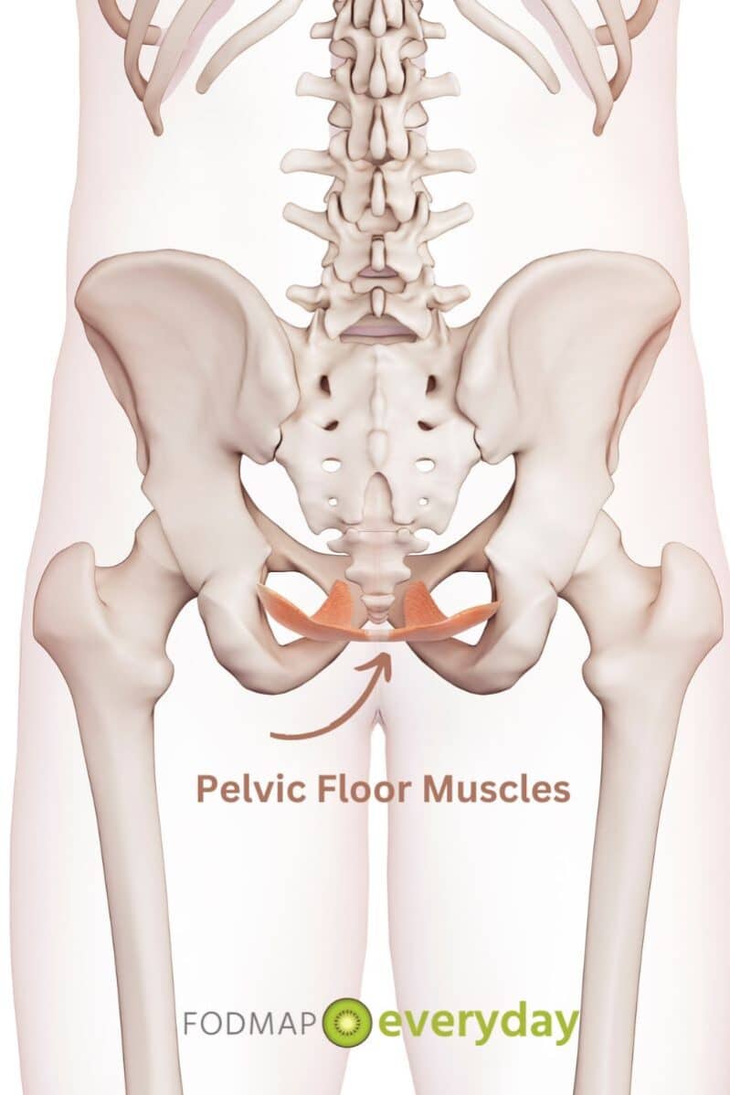 Diagram of pelvic floor muscles.