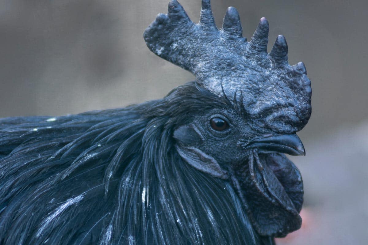 black chicken.