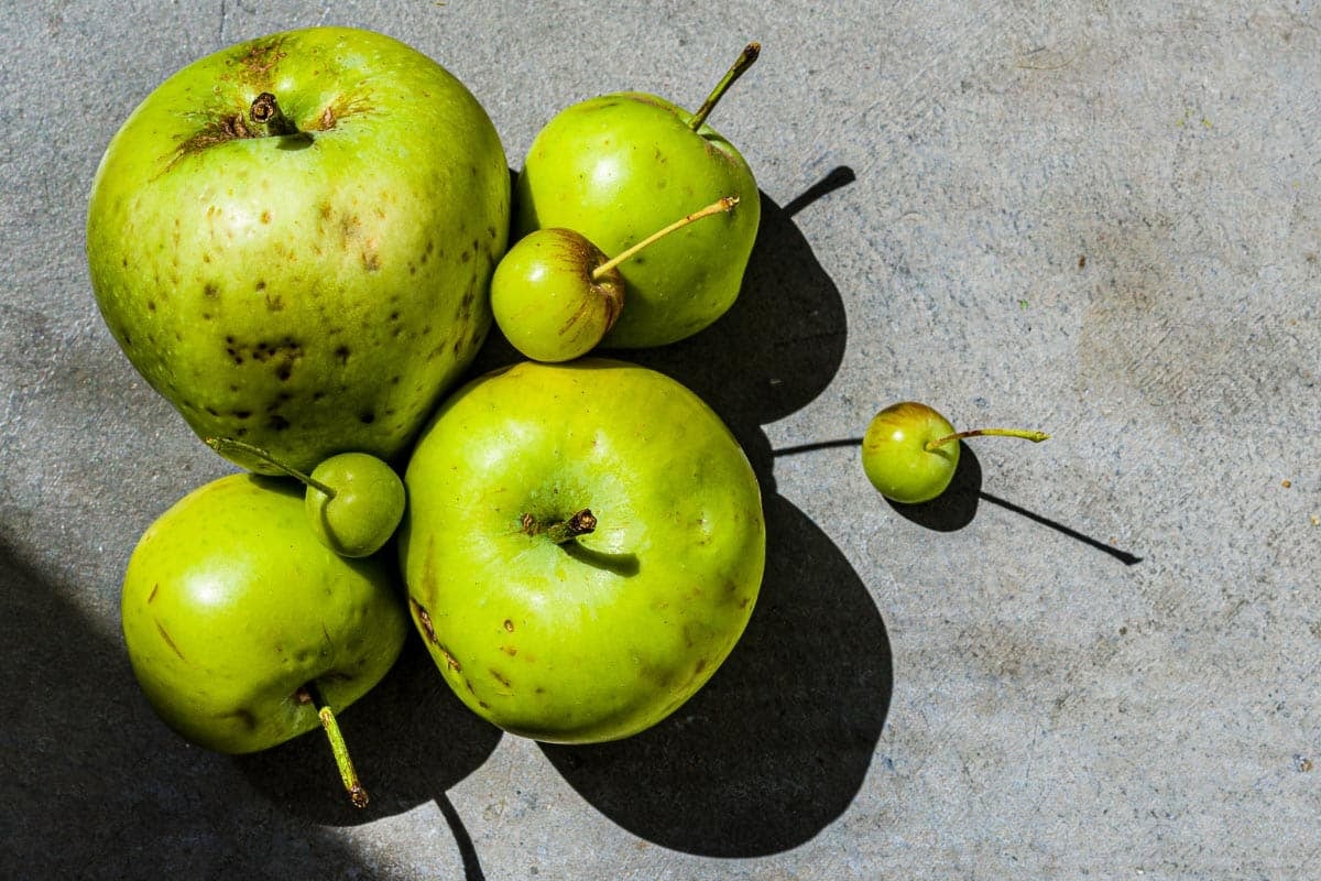 blemished apples.