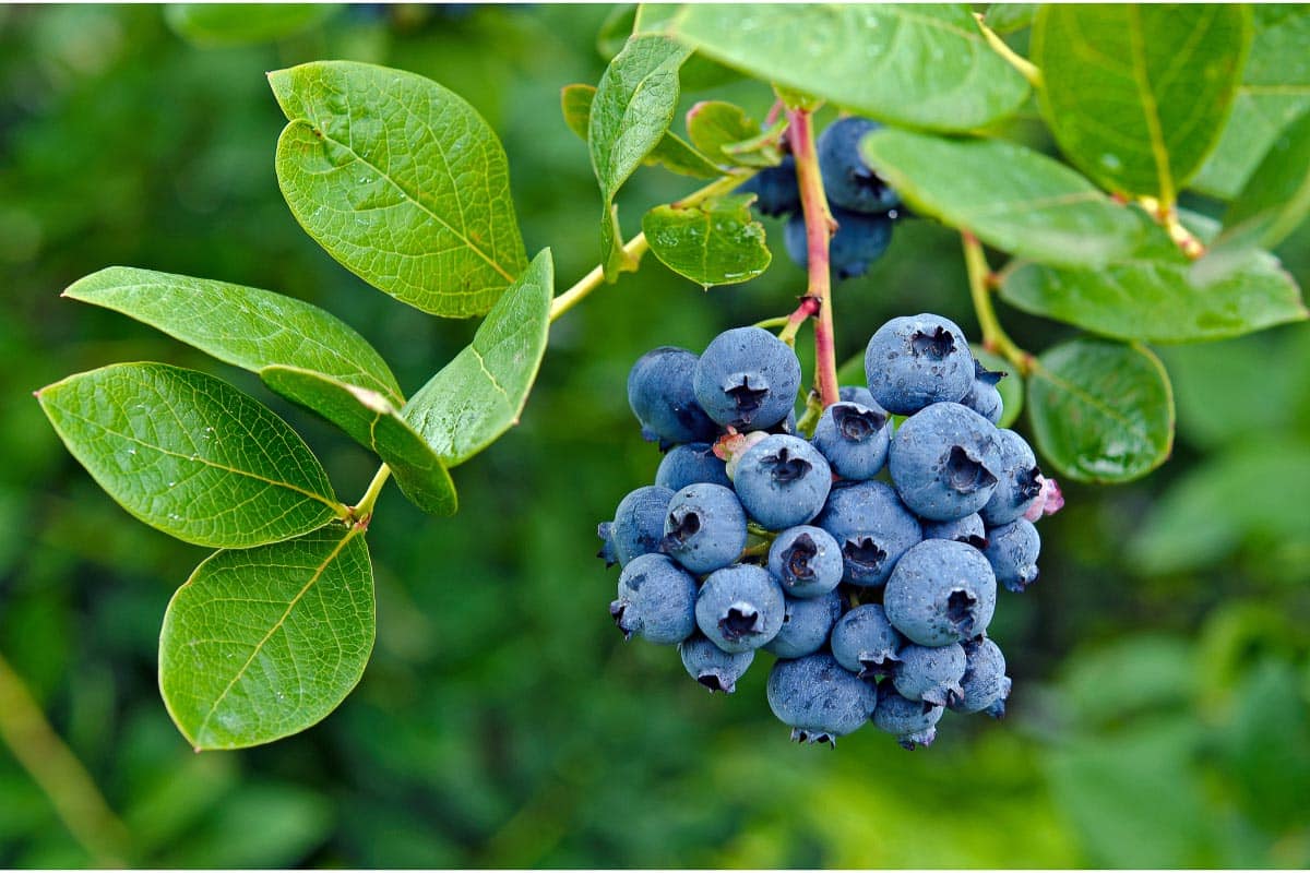 blueberries.