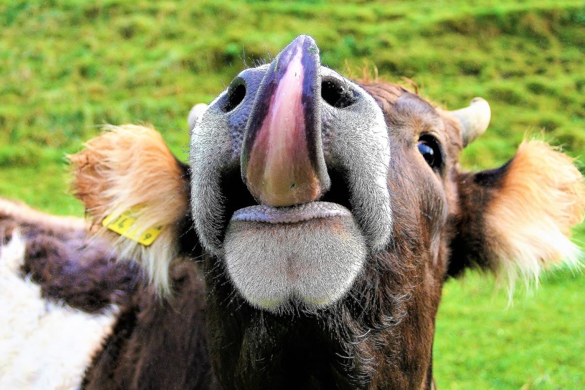 cow sticking out tongue.