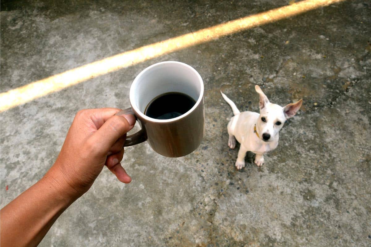 dog and cup of coffee.