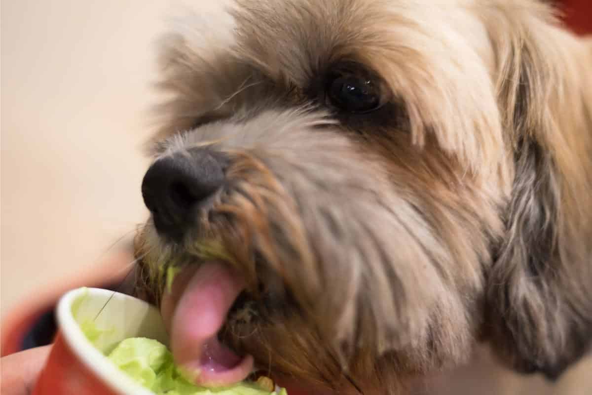 dog licking ice cream.