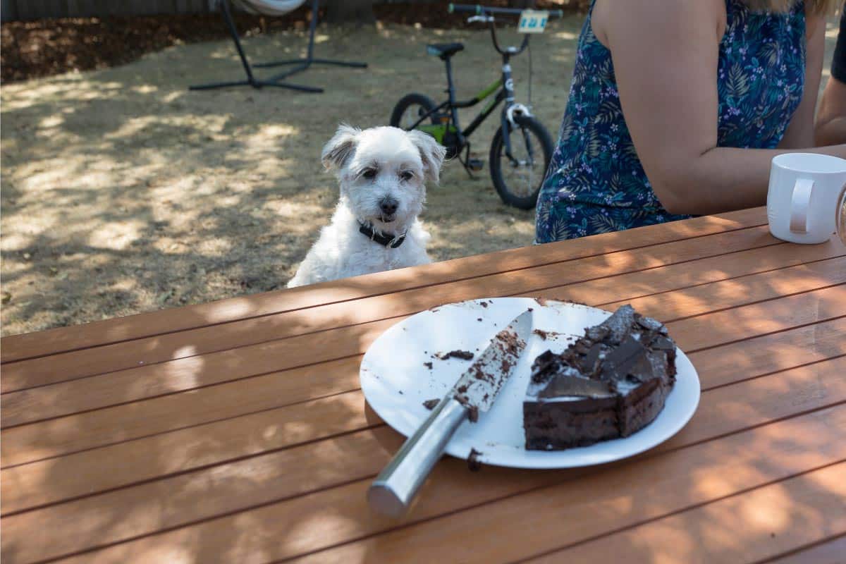 dog looking at chocolate cake