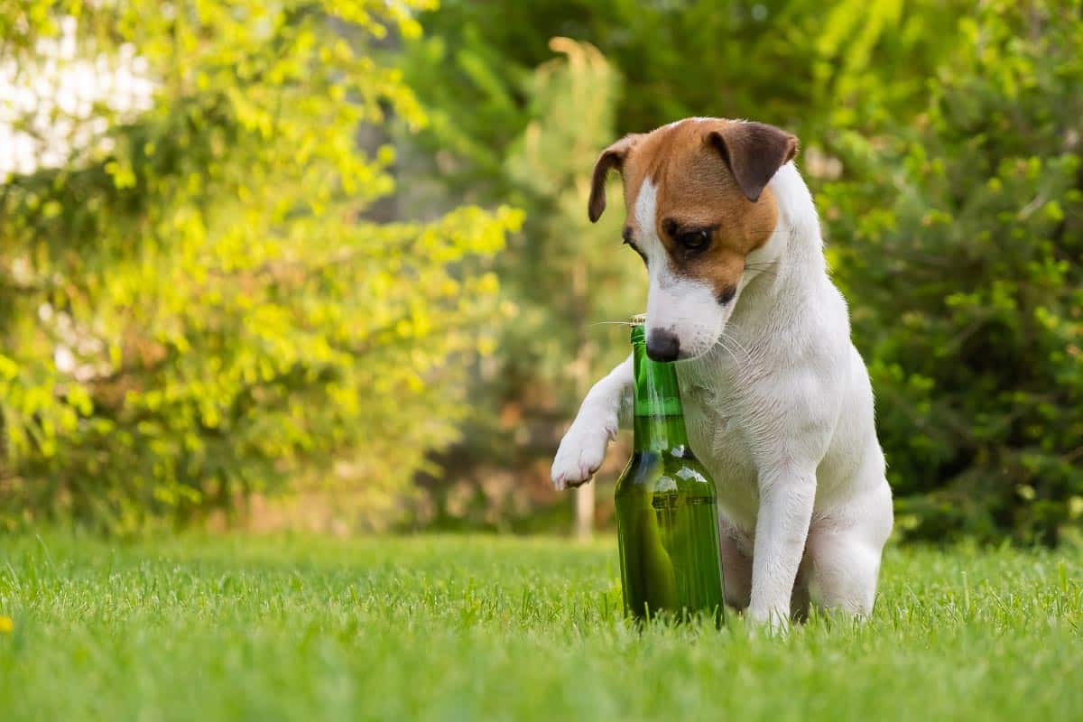 dog with beer bottle.