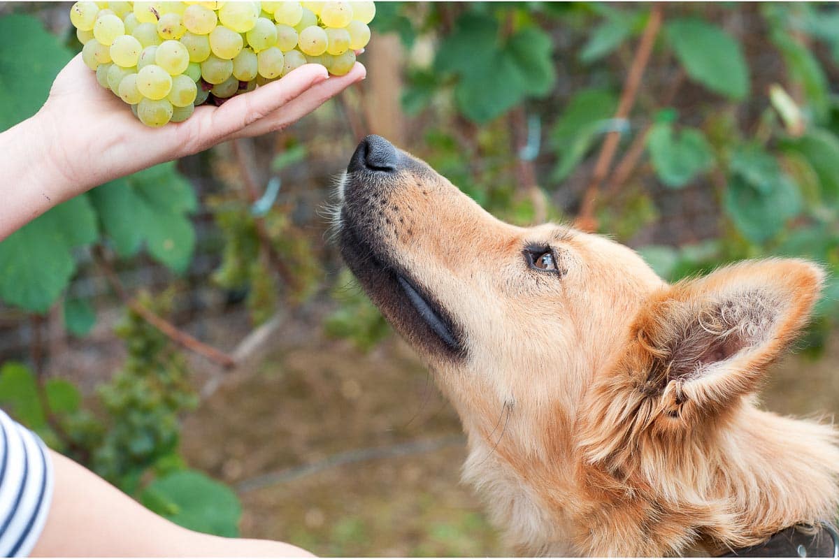 dog with grapes.