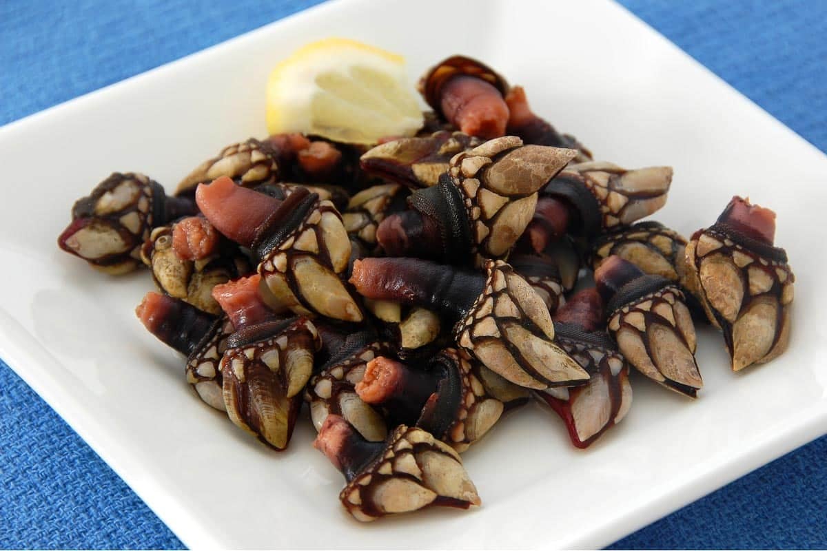 goose barnacles.