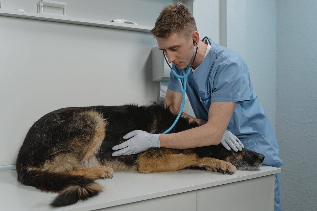 male vet with large dog.
