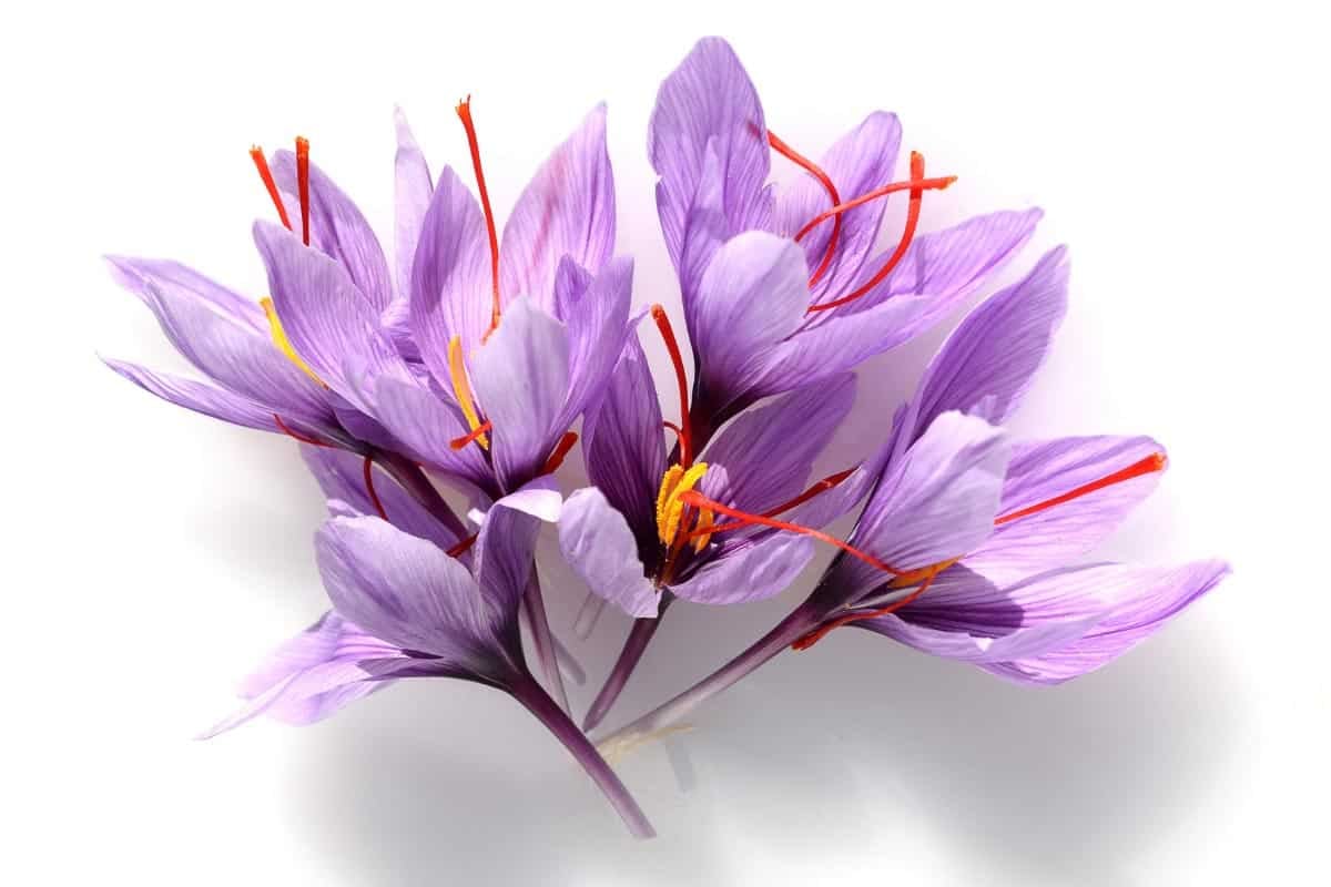 saffron.