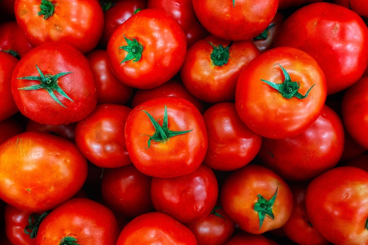 tomatoes.