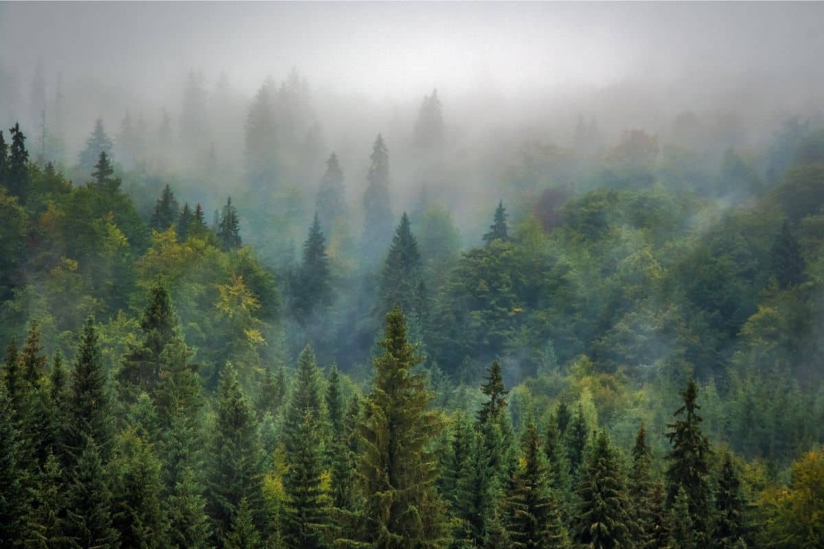 Misty pine forest.