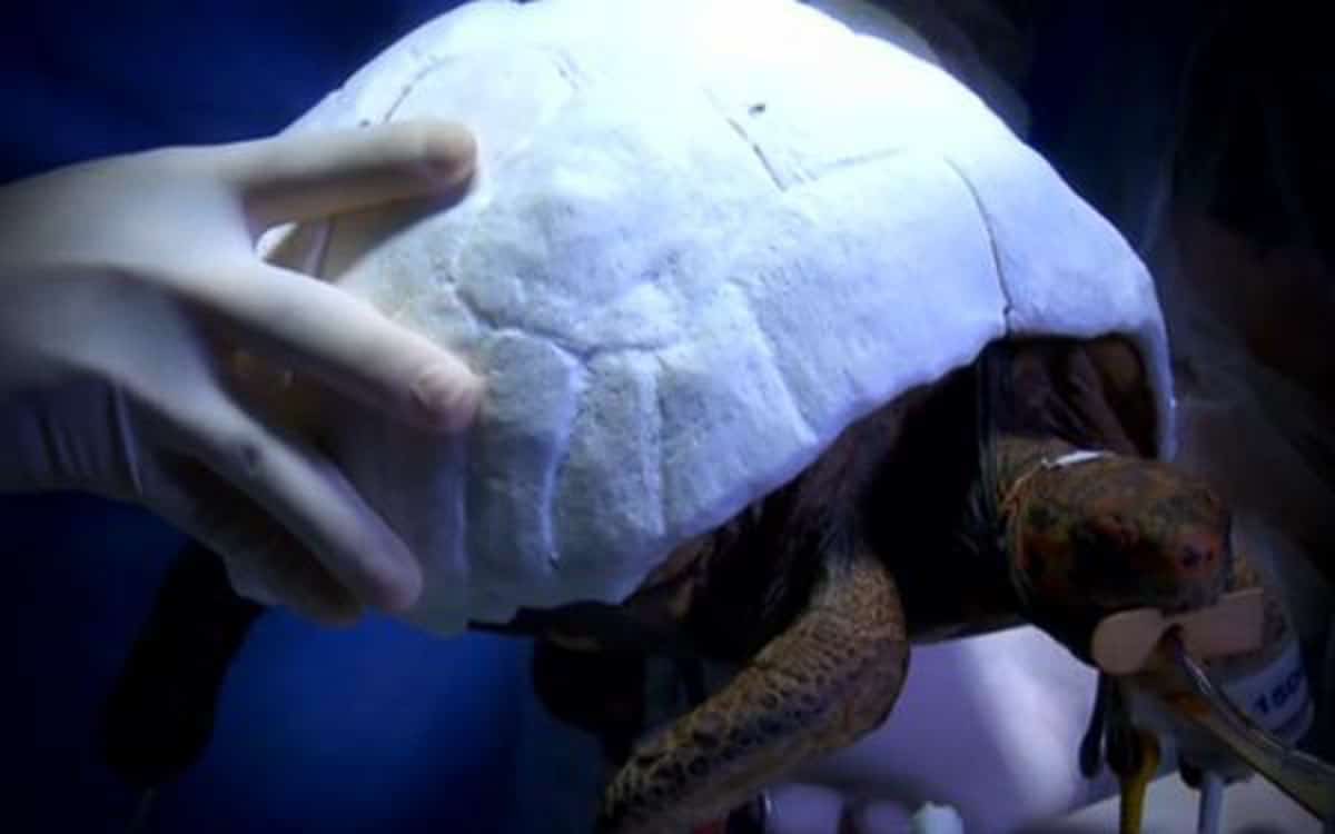 3D printed tortoise shell.