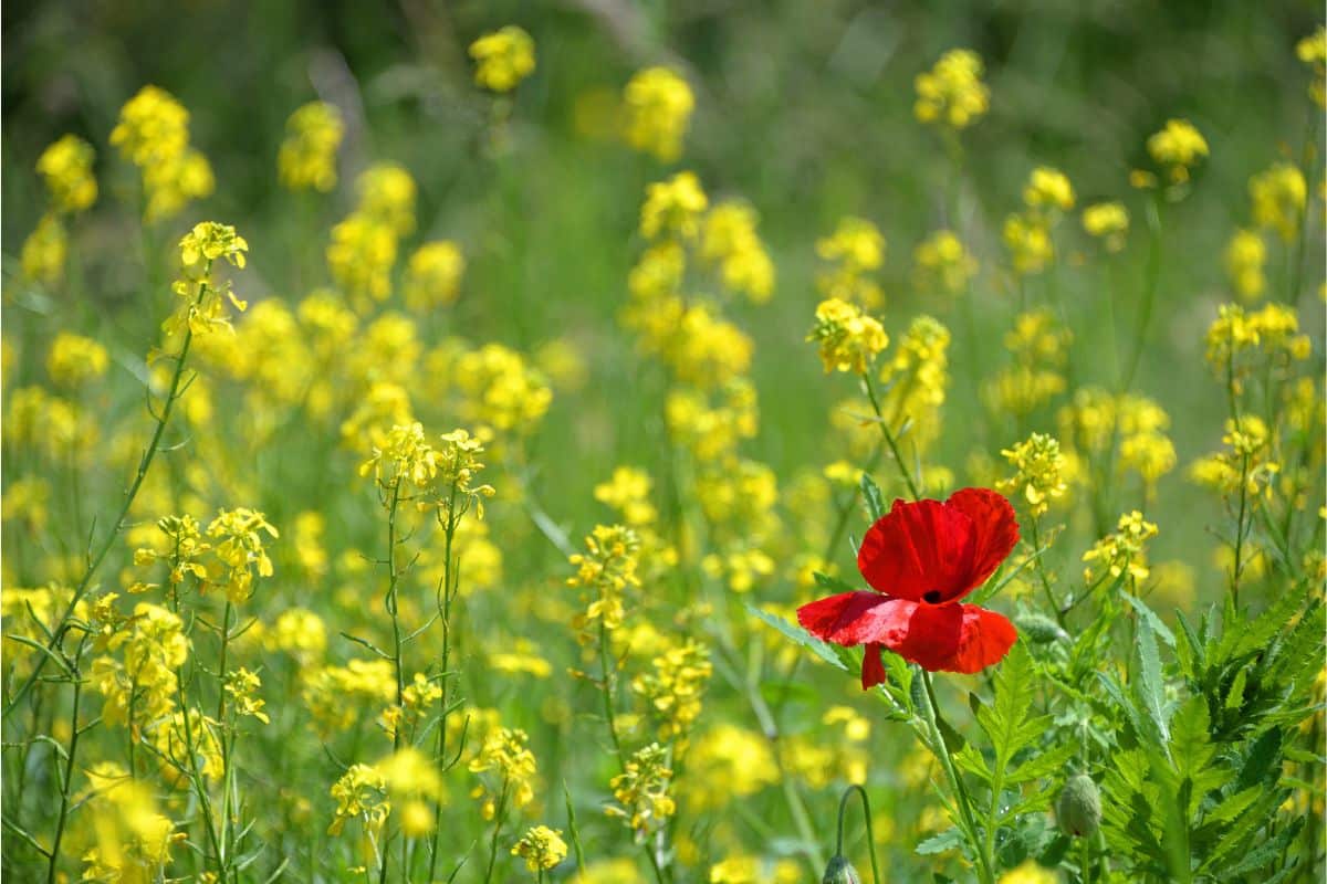 red flower in field of yellow.