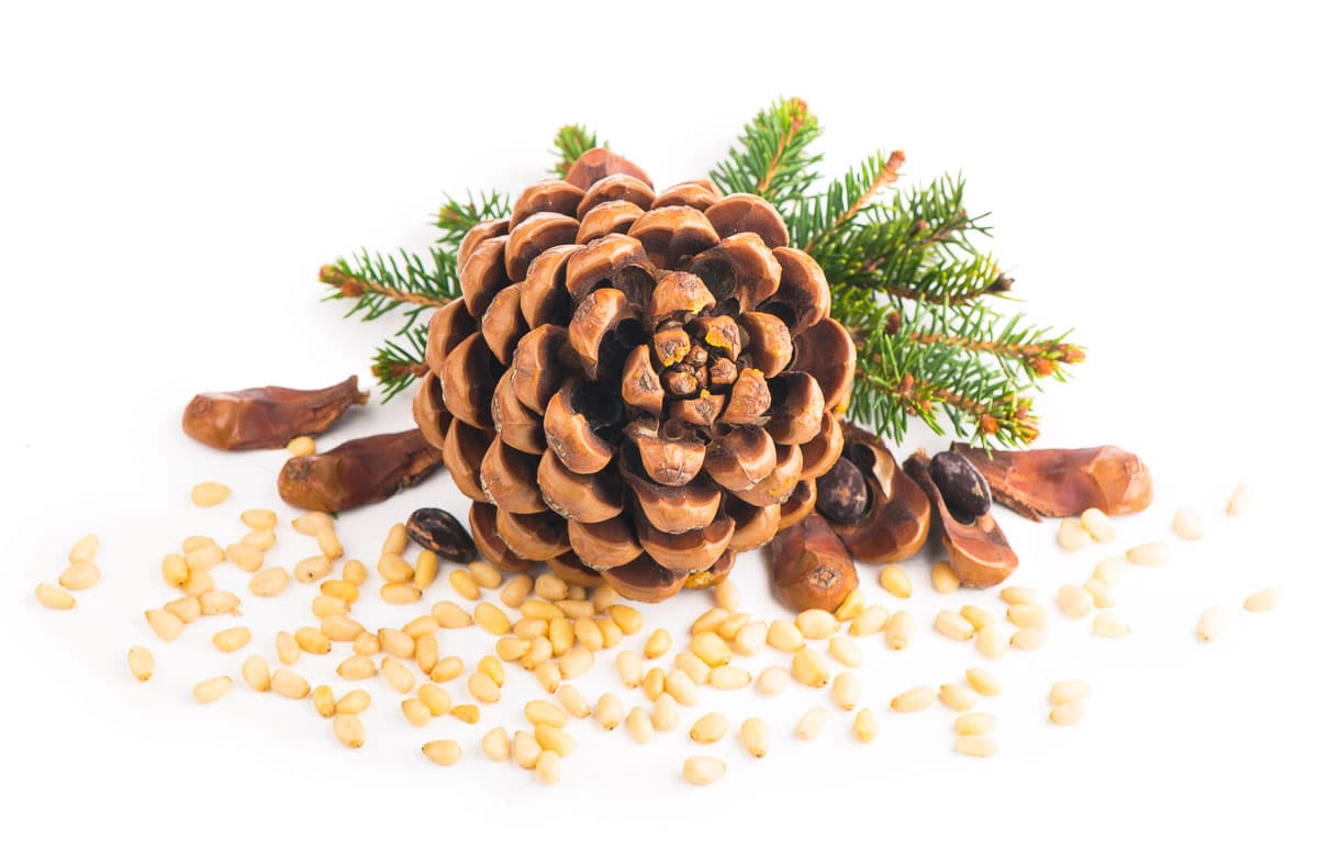 Pine nuts with pine cone.