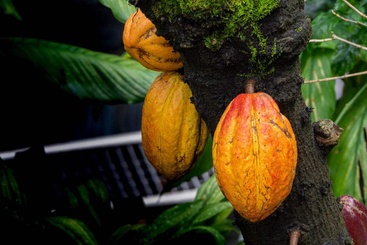 cacao pods on tree.