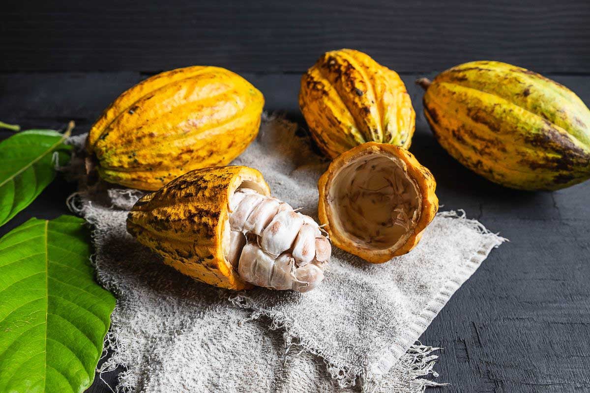 cacao pods, opened.