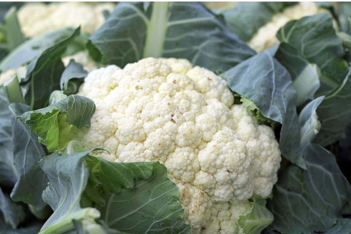 cauliflower.