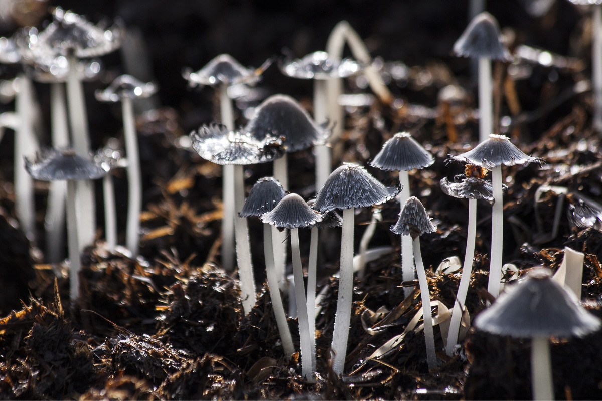 mushrooms growing.
