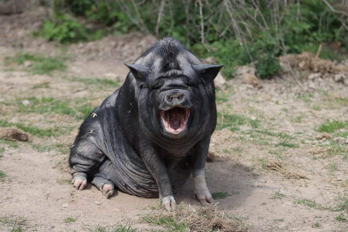 pig.