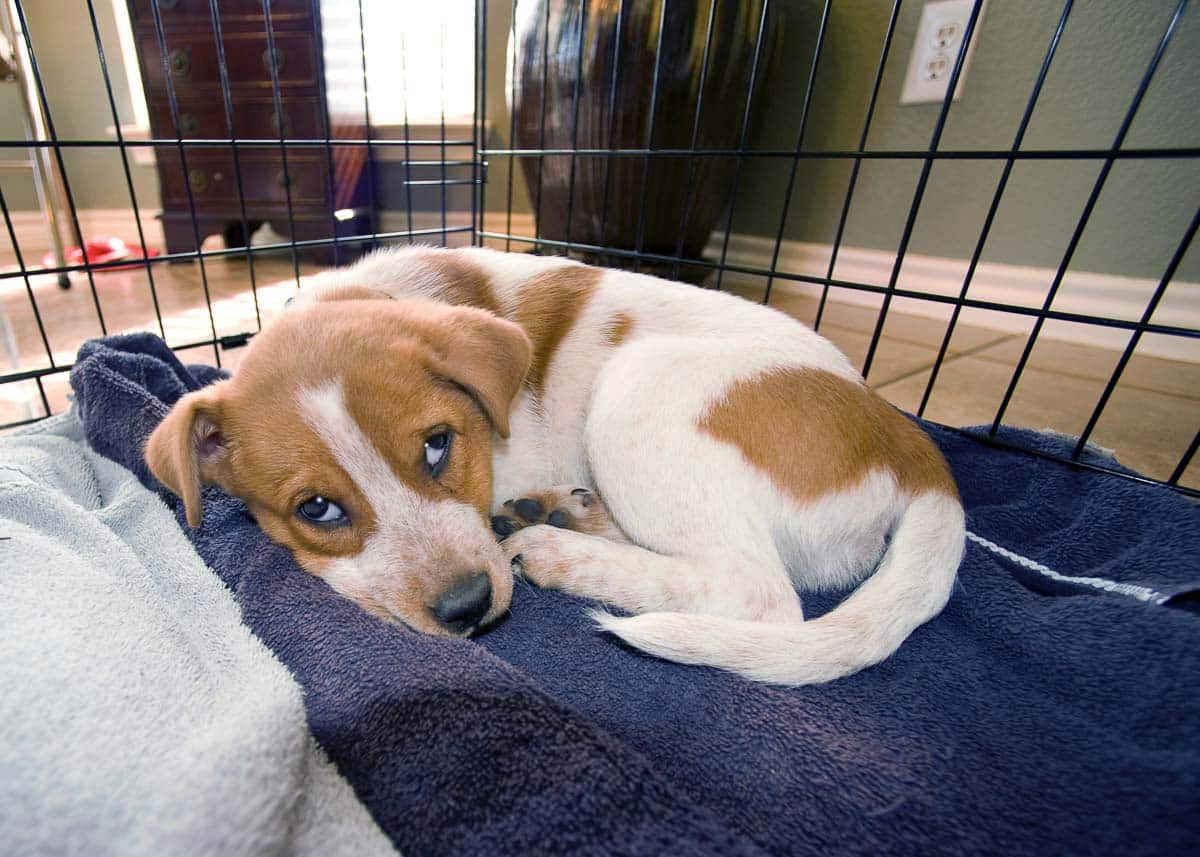 puppy in crate.