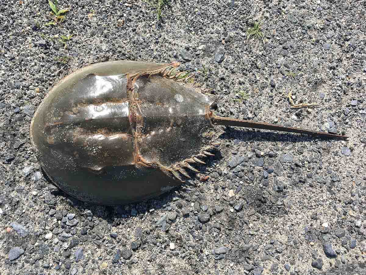 1600px-Atlantic_horseshoe_crab_(Limulus_polyphemus).