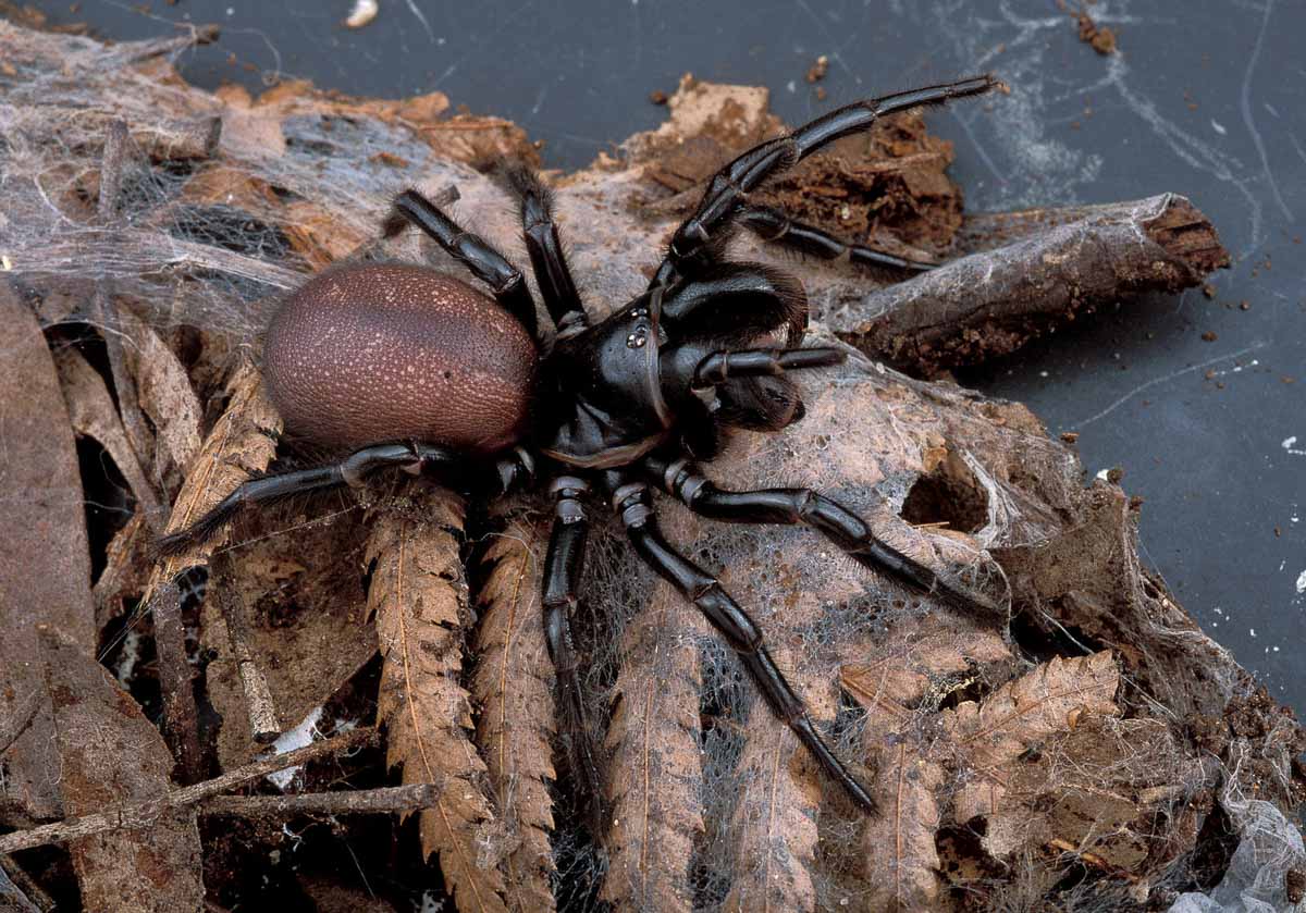 CSIRO_ScienceImage_1968_The_Female_Funnel_Web_Spider.