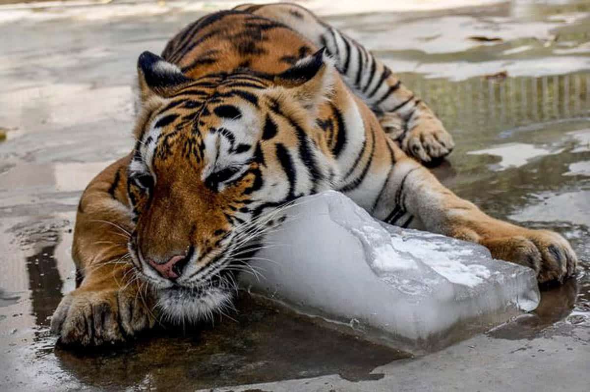 EPA-2015-A-Tiger-cools-off-to-beat-the-heat-by-embracing-a-large-lump-of-ice-at-the-Karachi-Zoo.