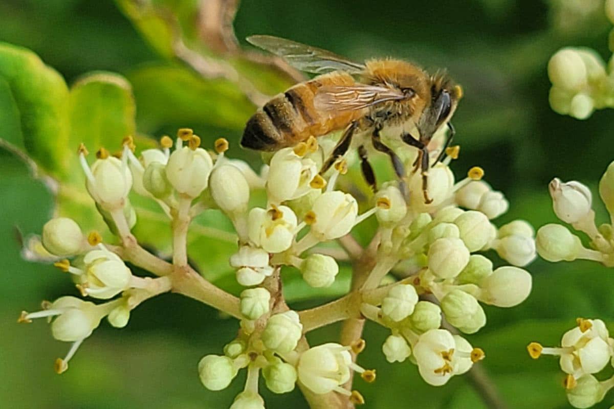 Female worker bee.
