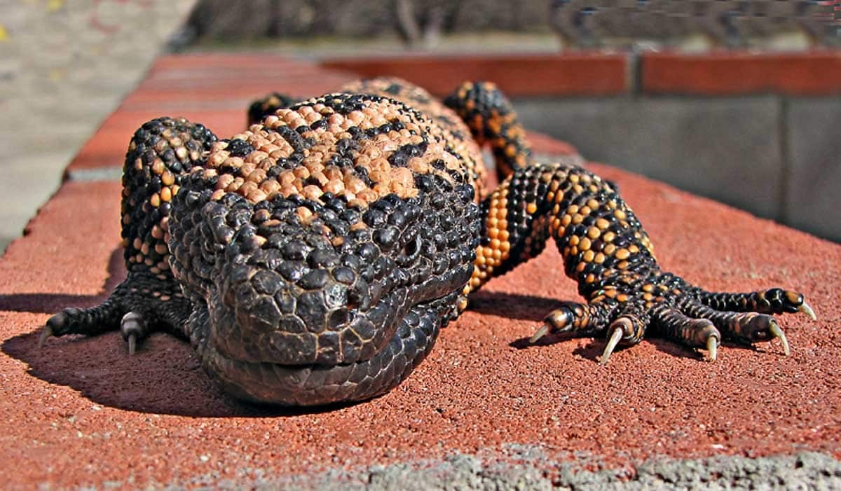 Heloderma_suspectum_-Arizona-Sonora_Desert_Museum-8c.