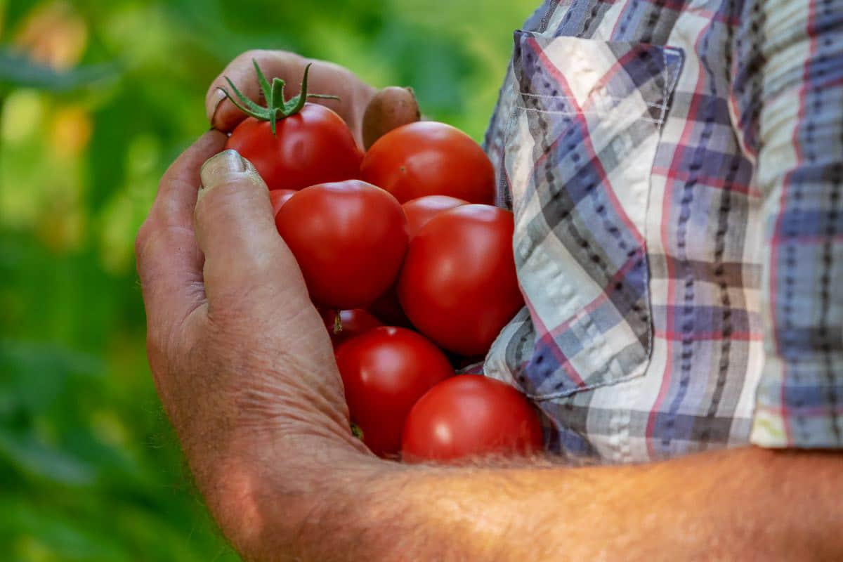 Man holding ripe tomatoes.