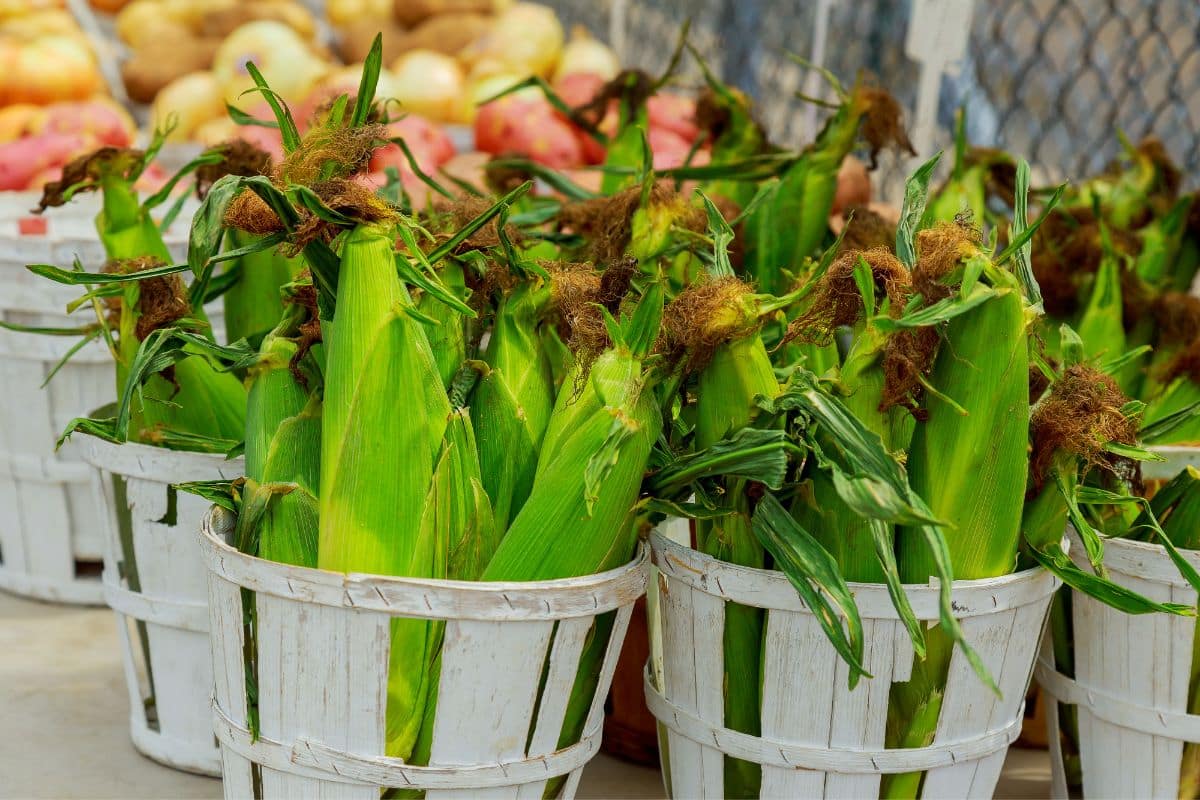 Fresh corn in baskets