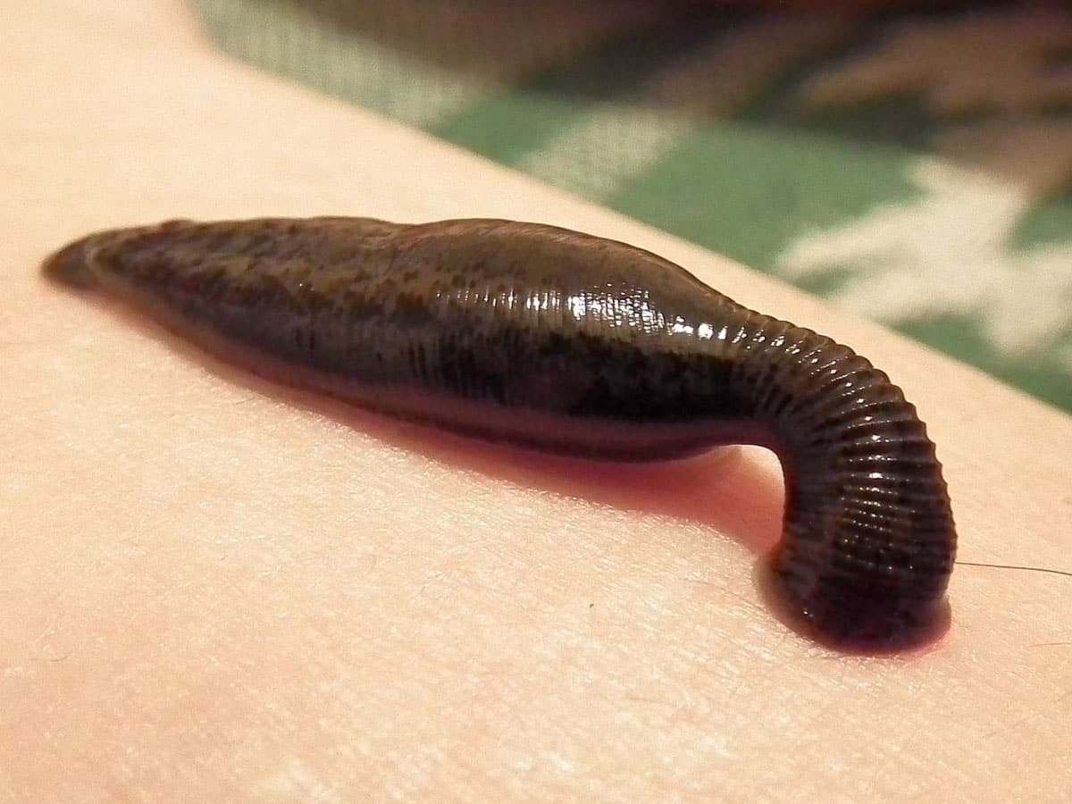 Sucking_leech.